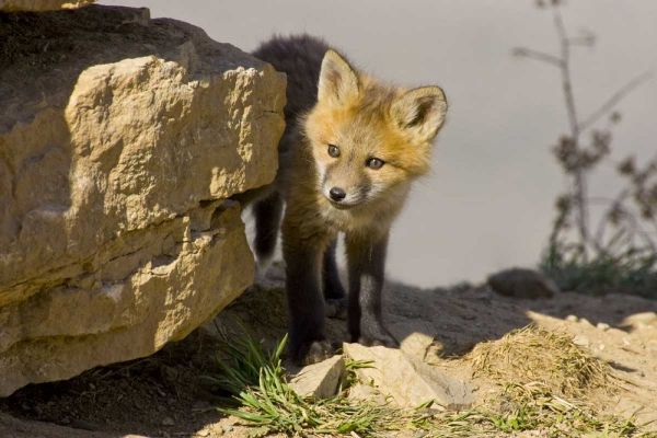 Colorado, Breckenridge Curious young red fox